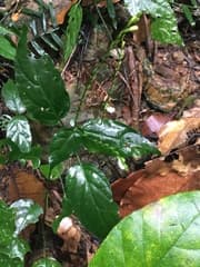 Leptostachya wallichii (Leptostachya wallichii)