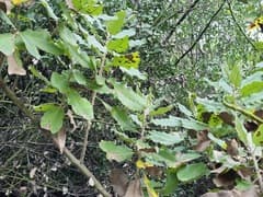 Toothed acrisione (Acrisione denticulata)