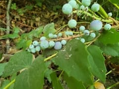 Oregon Grape (Mahonia)