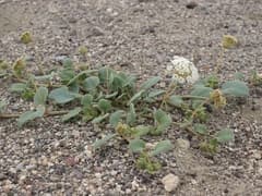 Wedgeleaf Sand Verbena (Abronia turbinata)