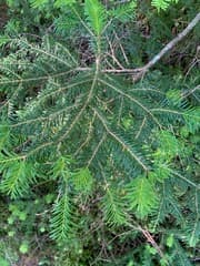 Veitch's Fir (Abies veitchii)