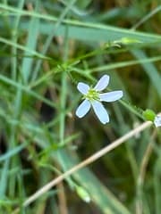 Large-flowered Sandwort (Arenaria grandiflora)