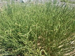 Przewalski's ephedra (Ephedra przewalskii)