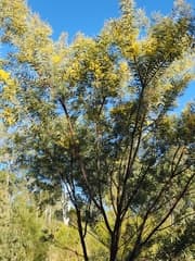 Showy Wattle (Acacia decora)