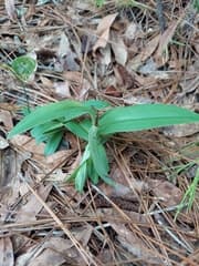 White Bog Orchid (Habenaria quinqueseta)