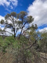 Brigalow (Acacia harpophylla)