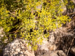 Sibthorp's Fennel (Echinophora sibthorpiana)