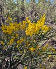 Maria's Wattle (Acacia mariae)