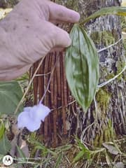 Blue Orchid (Acacallis cyanea)