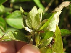 False African Fern (Blechum brownei)