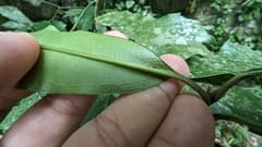 Chinese Aucuba (Aucuba chinensis)