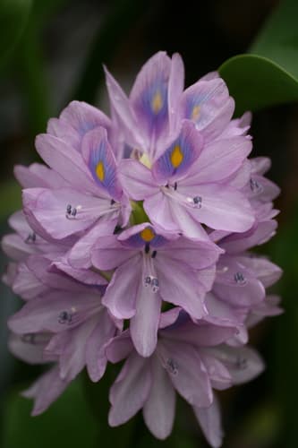 Water Hyacinth (Eichhornia crassipes)