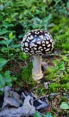 King of the Amanitas (Amanita regalis)
