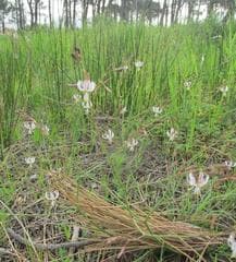 False Shamrock (Dilanthes)