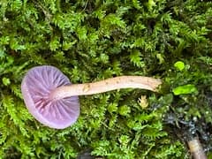 Deceiver (Laccaria laccata)