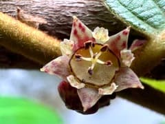 Bridelia (Bridelia stipularis)
