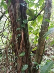 Guianan Breadnut (Brosimum guianense)