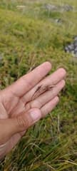 Sad Sedge (Carex tristis)