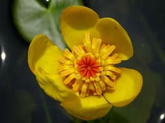 Yellow pond lily (Nuphar lutea)