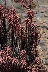 Pearson's Aloe (Aloe pearsonii)