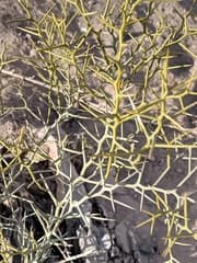 Hawaiian Ti Plant (Bredemeyera)