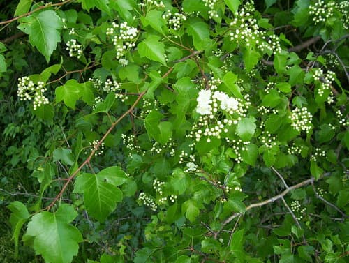 Washington Hawthorn (Crataegus phaenopyrum)