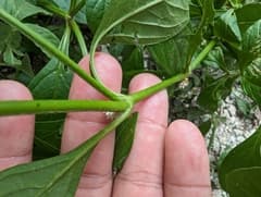 Joseph's Coat (Alternanthera ficoidea)