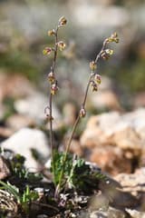Alpine Meadow-rue (Thalictrum alpinum)