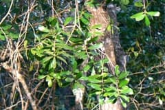 African Pepperwood (Warburgia)