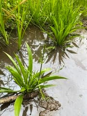 Channelled Water Plantain (Alisma canaliculatum)