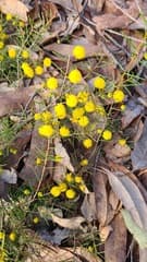 Acacia brownii (Acacia brownii)