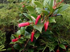 Agapetes (Agapetes)
