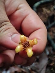Cowa fruit (Garcinia cowa)