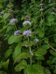 Wild mint (Mentha sativa)