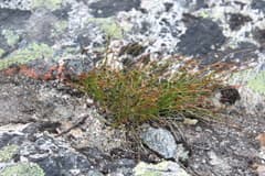 Mountain Jade (Oreojuncus)