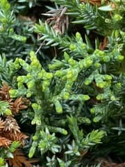 Sargent Juniper (Juniperus sargentii)