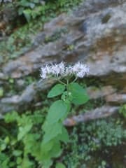 Corsican boneset (Eupatorium corsicum)