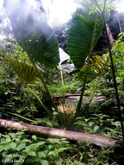 Robust Alocasia (Alocasia robusta)