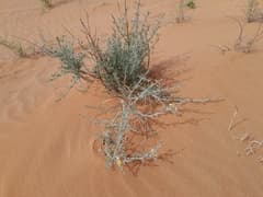 Desert Spoon (Calobota)