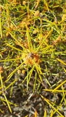 Beanwood (Acacia enterocarpa)