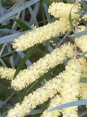White Sally (Acacia floribunda)