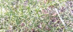 Dyer's Weed (Alhagi graecorum)