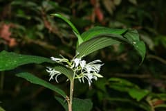 Coral Vine (Corymborkis veratrifolia)