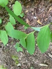 Maximowicz's Solomon's Seal (Polygonatum maximowiczii)