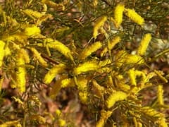 Chisholm's wattle (Acacia chisholmii)