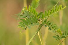 Kuh-Seng (Sophora flavescens)