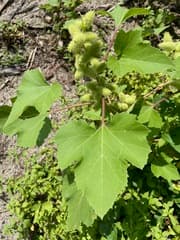 Cocklebur (Xanthium)
