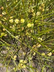 Hooked Wattle (Acacia adunca)