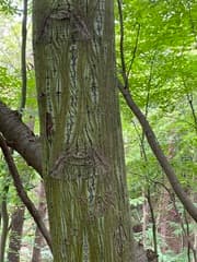 Manchurian Striped Maple (Acer tegmentosum)