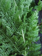 Hay-scented Fern (Dennstaedtia)